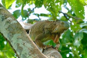Puerto Limón: Tortuguero Canals Boat & Maratopia Garden Tour