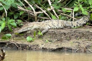 Puerto Limón: Tortuguero Canals Boat & Maratopia Garden Tour