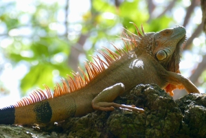 Puerto Limón: Tortuguero Canals Boat & Maratopia Garden Tour