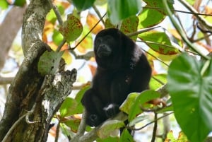 Puerto Limón: Tortuguero Canals Boat & Maratopia Garden Tour