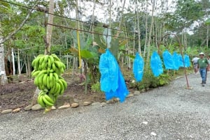 Puerto Limón: Canais de Tortuguero e aventura de tirolesa