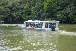 Puerto Limón: Canais de Tortuguero e aventura de tirolesa