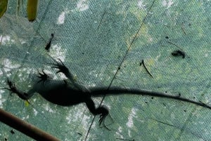 Пуэрто-Лимон: Тортугеро, Маратопия, Кауита, банановая плантация и многое другое: тур