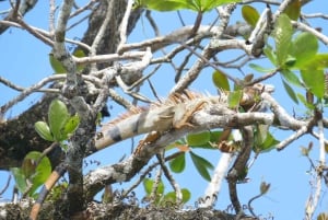 Пуэрто-Лимон: Тортугеро, Маратопия, Кауита, банановая плантация и многое другое: тур