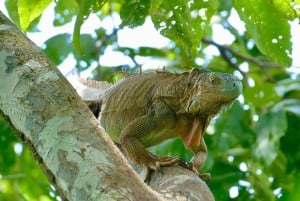 Пуэрто-Лимон: Тортугеро, Маратопия, Кауита, банановая плантация и многое другое: тур