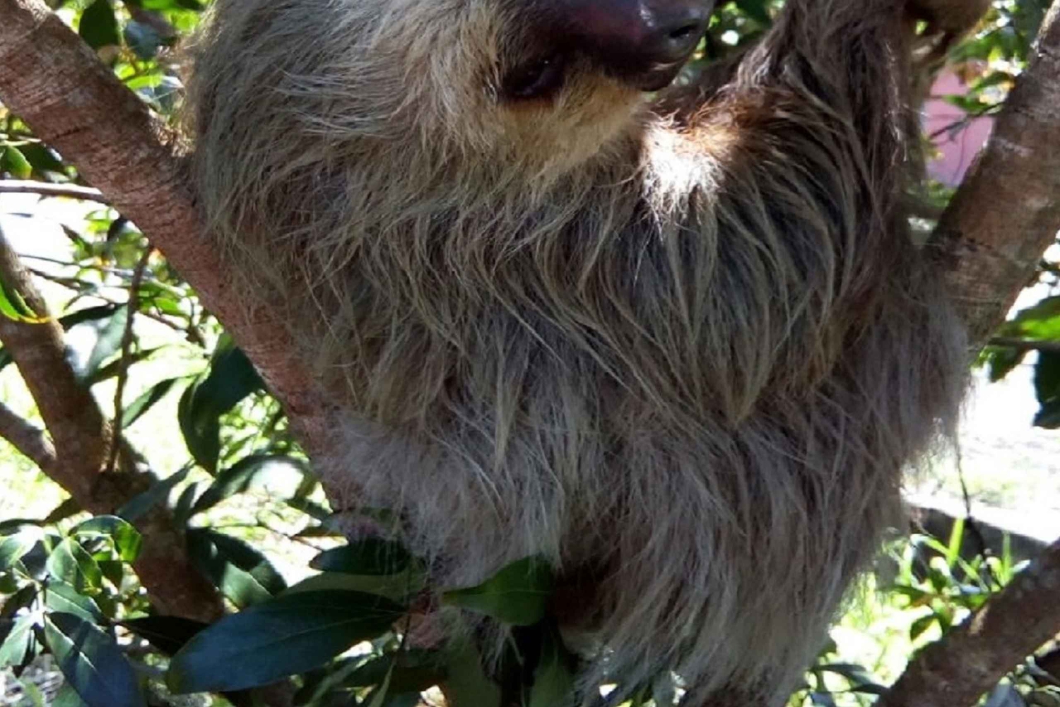 Puerto Limon: Veraguan sademetsä & Tortugueron kanavan risteily