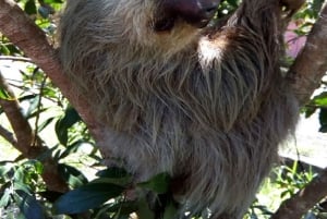 Puerto Limon: Veraguan sademetsä & Tortugueron kanavan risteily