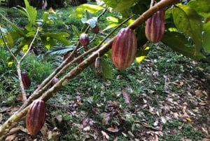 Puerto Viejo: Food and Culture Walking Tour
