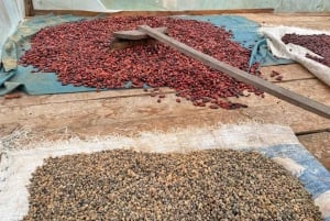 Puerto Viejo: Ureinvånarupplevelse och chokladtur