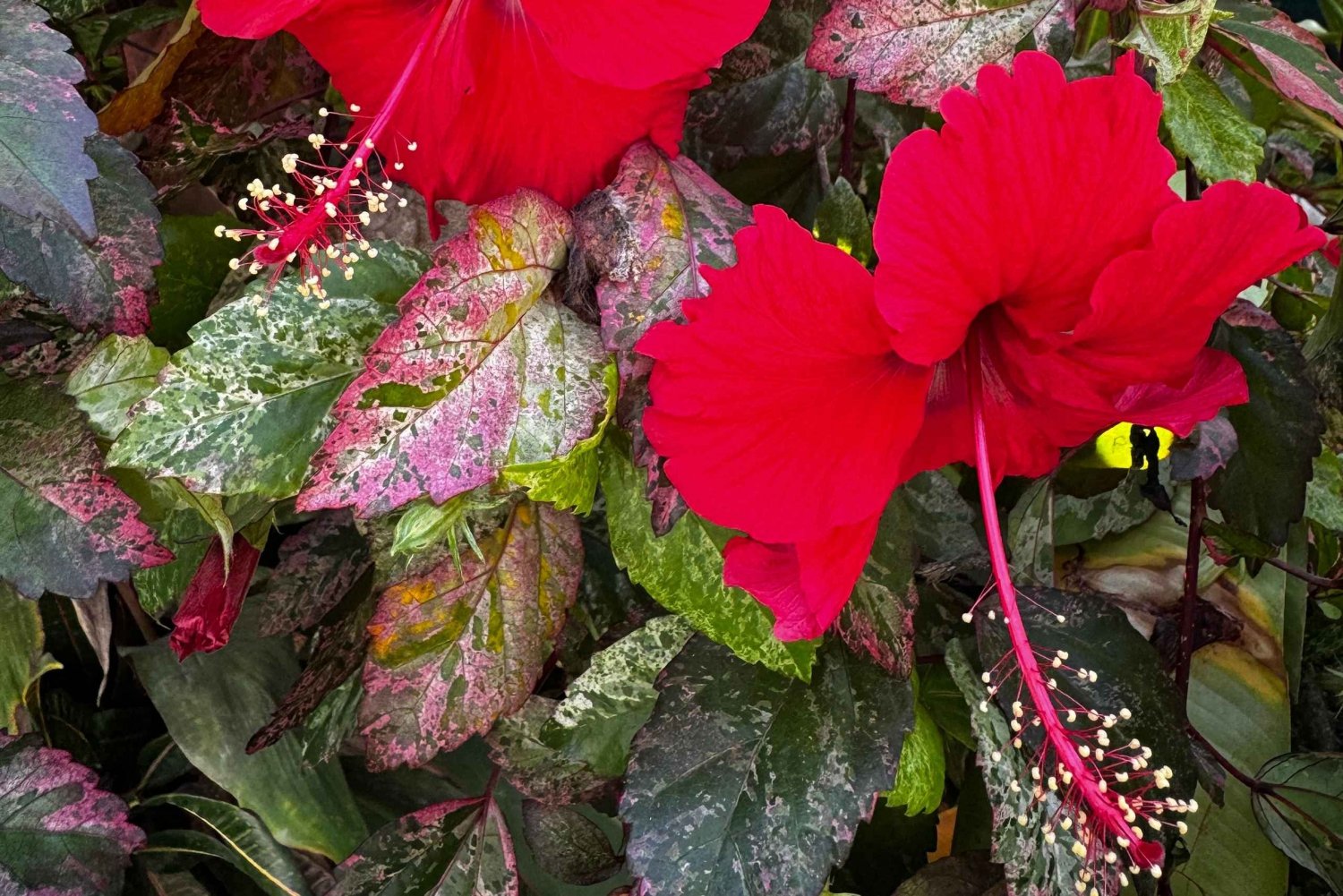 Puerto Viejo : Cours sur les plantes médicinales et comestibles