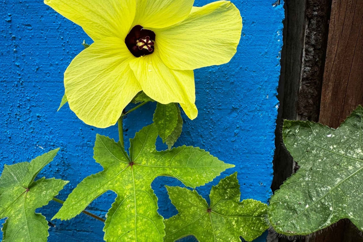 Puerto Viejo: Medicinal and Edible Plant Class