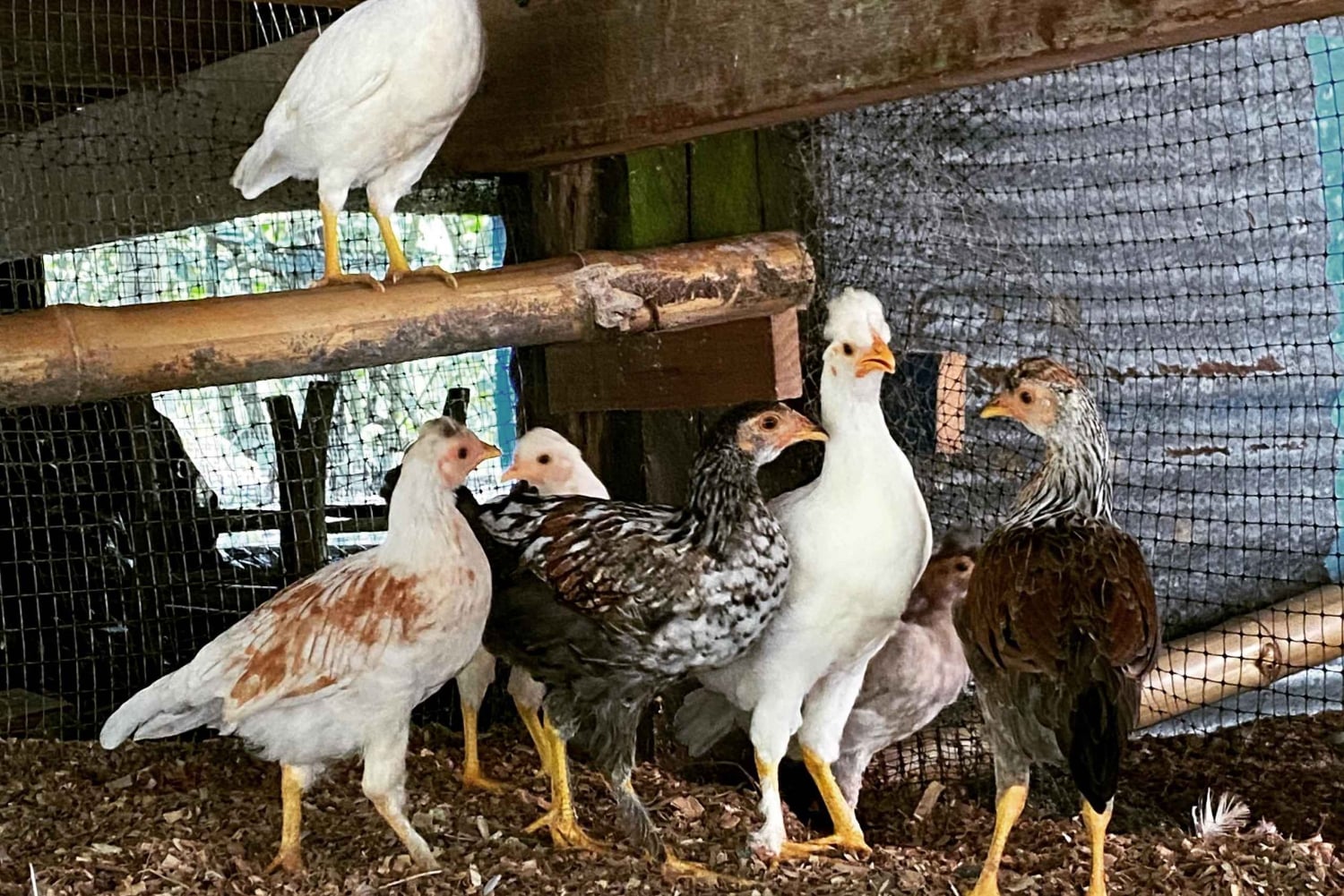 Puerto Viejo: Medicinal and Edible Plant Class