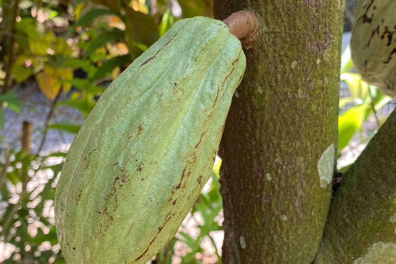 Puerto Viejo: Medicinal and Edible Plant Class