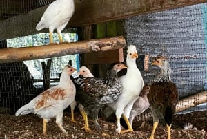 Puerto Viejo: Medicinal and Edible Plant Class