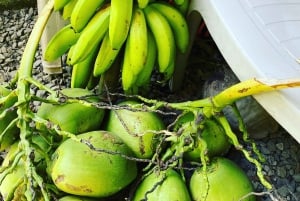 Puerto Viejo: Medicinal and Edible Plant Class