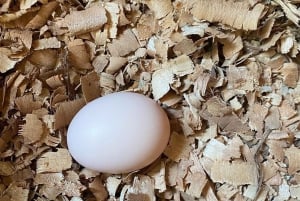 Puerto Viejo: Medicinal and Edible Plant Class