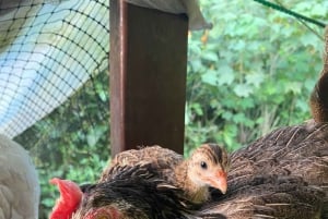 Puerto Viejo: Medicinal and Edible Plant Class