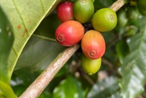 Puerto Viejo: Medicinal and Edible Plant Class