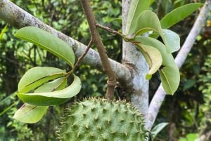 Puerto Viejo: Medicinal and Edible Plant Class