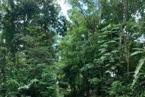 Puerto Viejo lub Cahuita: Wycieczka z lunchem do ukrytych wodospadów Bribri