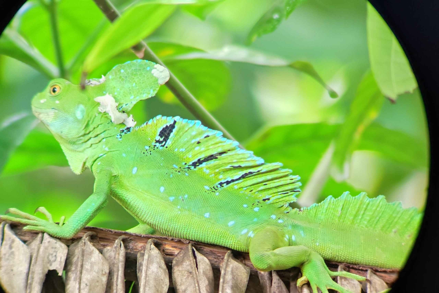 Puerto Viejo;Refugio gandoca Manzanillo+Bribri chocolade maken& waterval