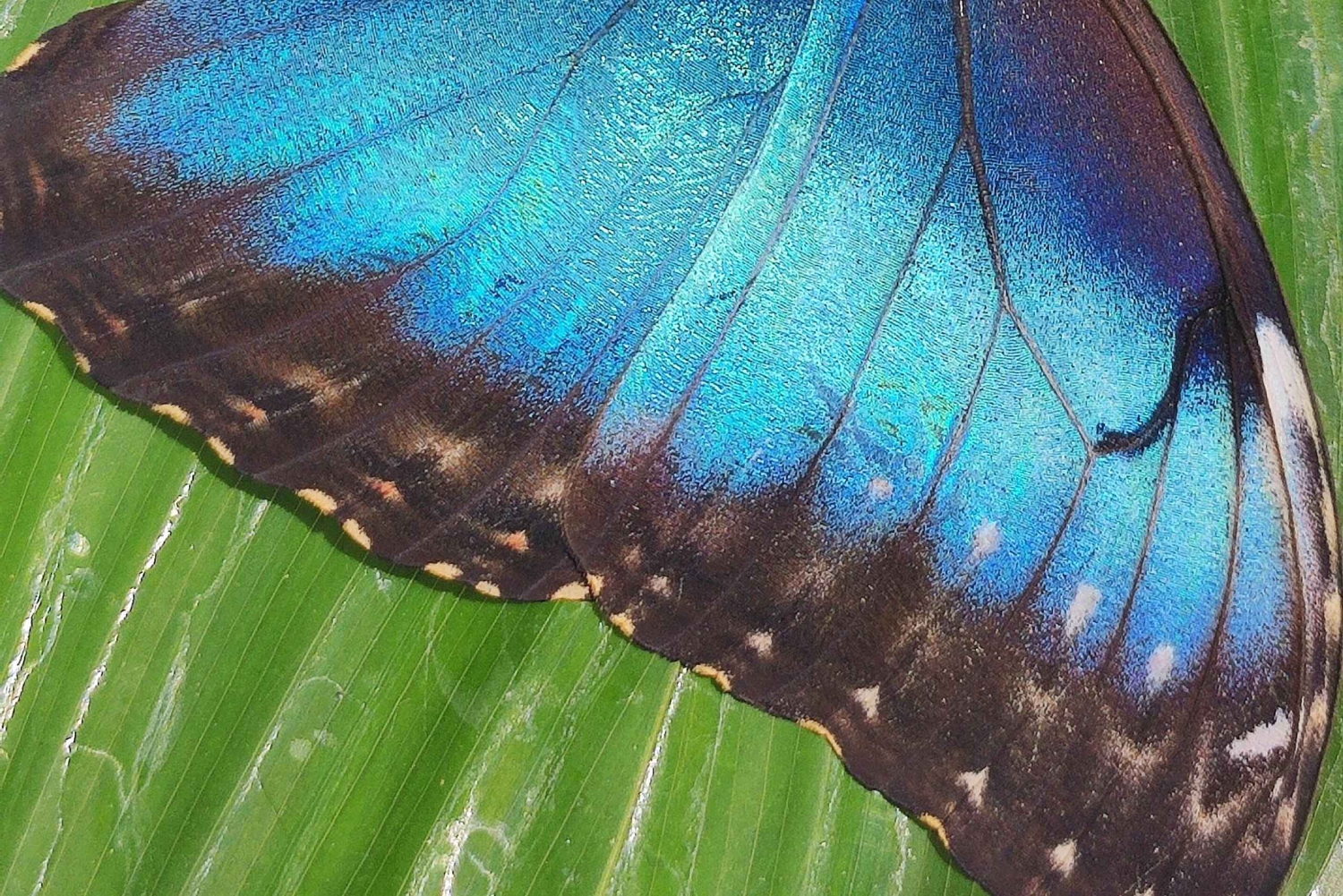 Puerto Viejo;Refugio gandoca Manzanillo+Bribri chocolade maken& waterval