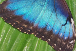 Puerto Viejo;Refugio gandoca Manzanillo+Bribri chocolade maken& waterval