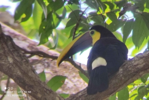 Puerto Viejo;Refugio gandoca Manzanillo+Bribri chocolade maken& waterval