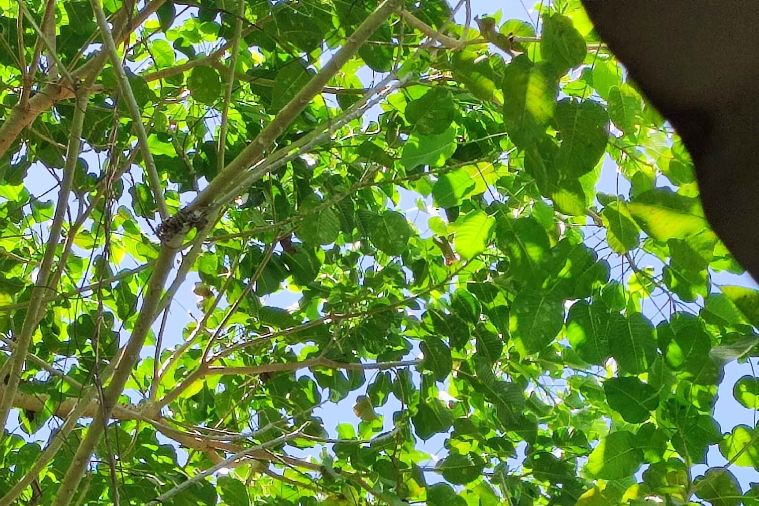 Puerto Viejo: tour de avistamiento de perezosos