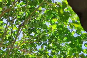 Puerto Viejo: tour de avistamiento de perezosos