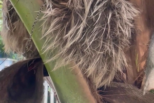 Puerto Viejo: tour de avistamiento de perezosos