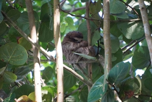 Puerto Viejo: tour de avistamiento de perezosos