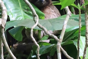 Puerto Viejo: tour de avistamiento de perezosos