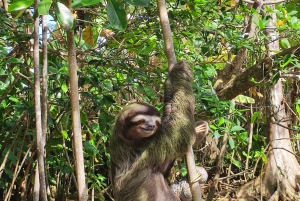 Puerto Viejo Talamanca: Hike through Gandoca Manzanillo Wild Life refuge.