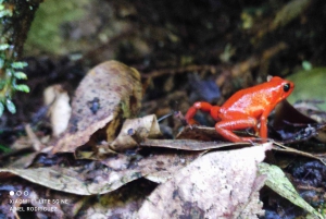 Puerto Viejo Talamanca: Hike through Gandoca Manzanillo Wild Life refuge.