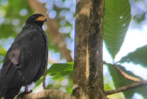 Puerto Viejo Talamanca: Hike through Gandoca Manzanillo Wild Life refuge.