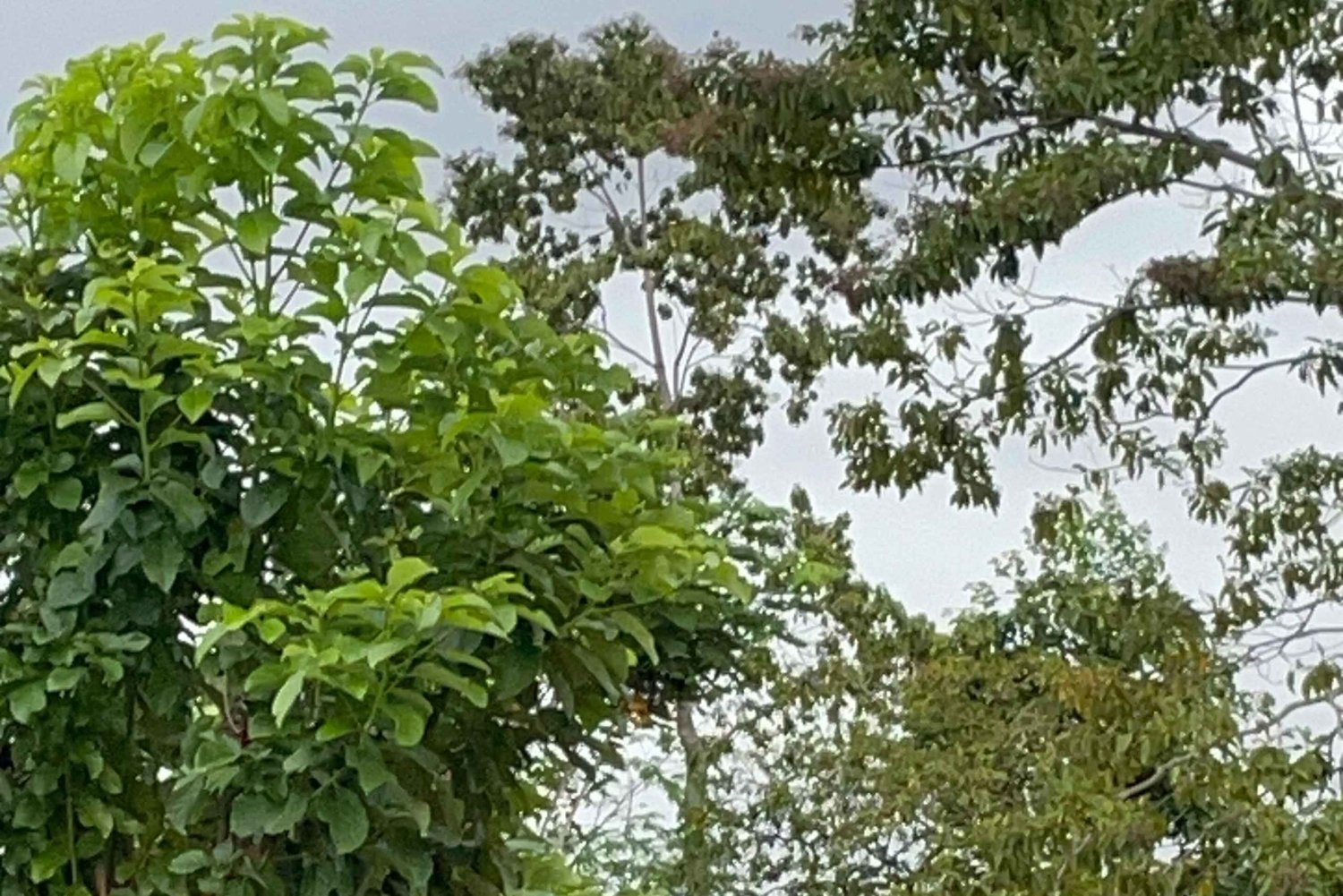 Puerto Viejo Talamanca: Quad Tour 2 vesiputouksella