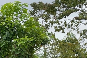 Puerto Viejo Talamanca: Quad Tour 2 vesiputouksella