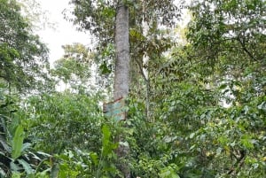 Puerto Viejo Talamanca: Quad Tour 2 vesiputouksella