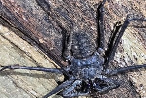 Puerto Viejo: Tour serale nella giungla con animali selvatici