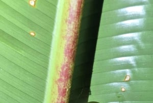 Puerto Viejo: Tour serale nella giungla con animali selvatici