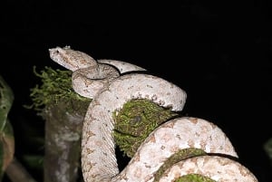 Puerto Viejo: Tour serale nella giungla con animali selvatici