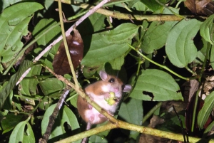 Puerto Viejo: Wildlife Night Tour in the Jungle