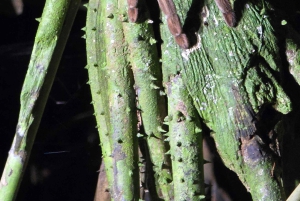 Puerto Viejo: Wildlife Night Tour in the Jungle