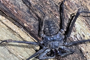 Puerto Viejo: Wildlife Night Tour in the Jungle