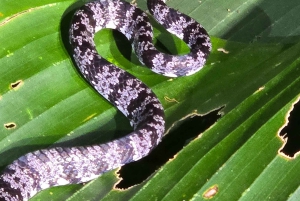 Puerto Viejo: Wildlife Night Tour in the Jungle