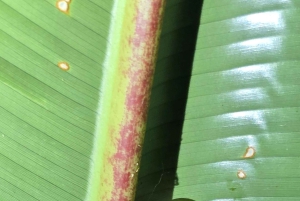 Puerto Viejo: Wildlife Night Tour in the Jungle