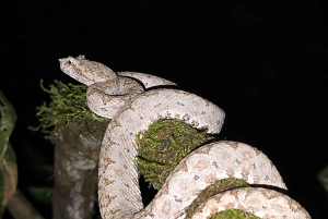 Puerto Viejo: Wildlife Night Tour in the Jungle