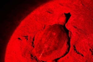 Punta Islita: opastettu luontokävely, surffaus ja kajakkimelonta