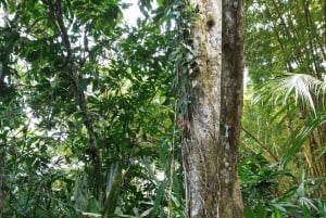 Punta Uva: Uva: Kajakki- ja laiskiaisbongausretki